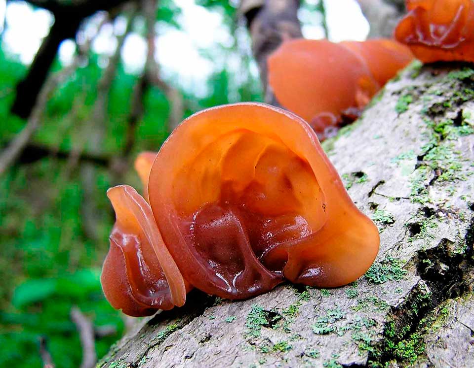 Китайские древесные грибы муэр